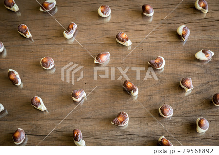 Seashells chocolates Seashells chocolates 29568892