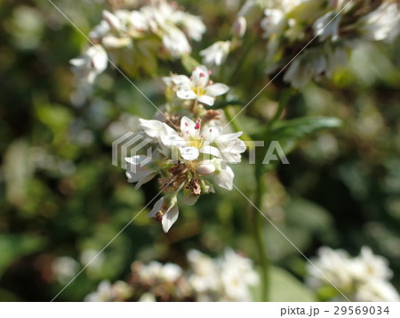 ソバの花 ソバの花 29569034