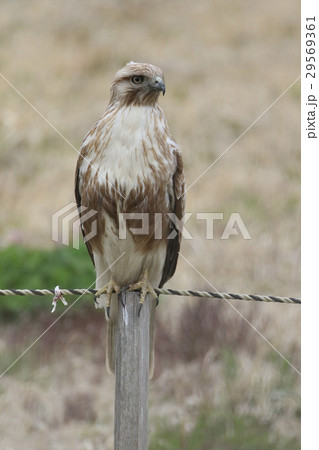 ノスリ ノスリ 29569361