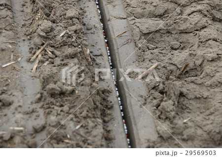 水田の乾田直播作業 29569503