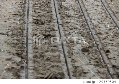水田の乾田直播作業 水田の乾田直播作業 29569504