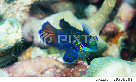 ニシキテグリ（マンダリンフィッシュ） 29569582