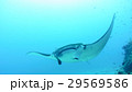 海中のマンタ 29569586