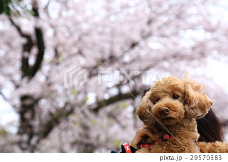 トイプードルと桜 29570383