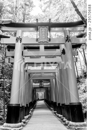 【モノクローム】伏見稲荷大社の鳥居 29570688