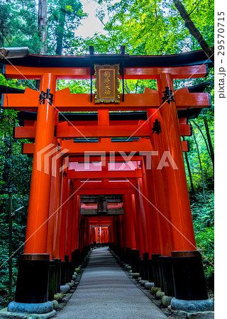 伏見稲荷大社の鳥居 29570715