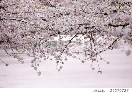 弘前 桜 弘前 桜 29570727