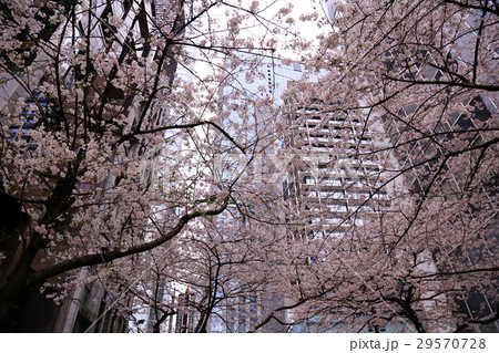 八重洲の桜 八重洲の桜 29570728