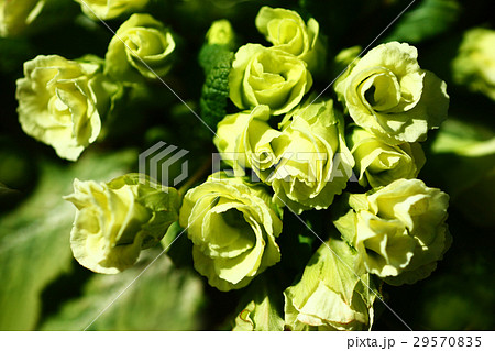 プリムラ 黄緑色の花の写真素材