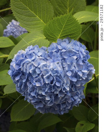アジサイの花 29571182