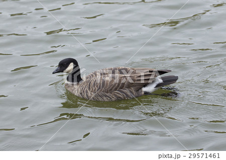 シジュウカラガン シジュウカラガン 29571461