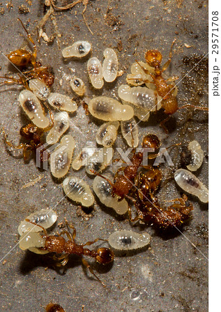 アリ あり 蟻 29571708