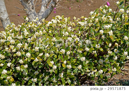 シロバナジンチョウゲ 29571875