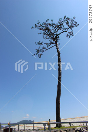 奇跡の一本松 奇跡の一本松 29572747