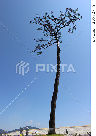 奇跡の一本松 奇跡の一本松 29572748