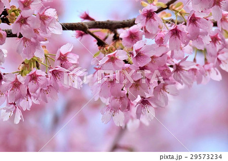 城ケ崎桜 29573234