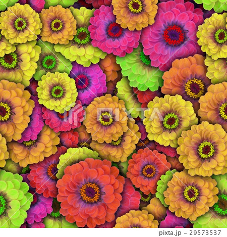 Colorful background with Zinnia flower. Seamless. 29573537
