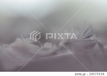 物 自然 天然 29573539