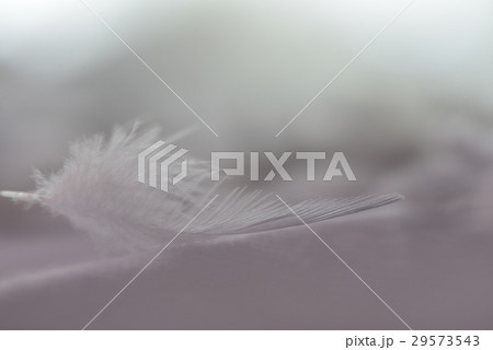 物 自然 天然 29573543