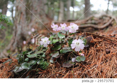 イワウチワ 29573701