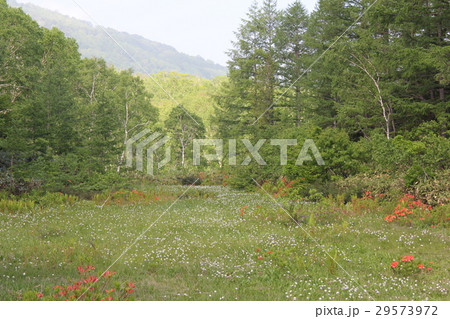 【長野県】志賀高原　シラタマホシクサ 29573972