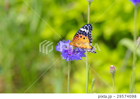 吸蜜のツマグロヒョウモン 吸蜜のツマグロヒョウモン 29574098