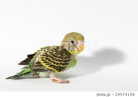 cute Baby bird in white background cute Baby bird in white background 29574139