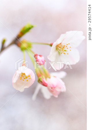 桜 桜 29574414