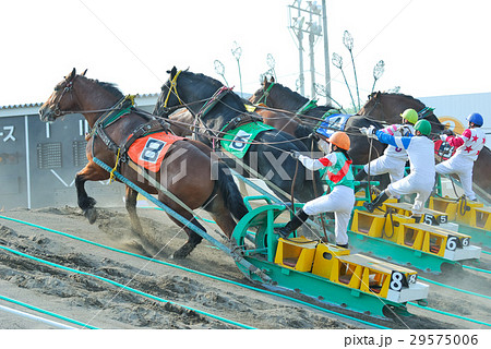 ばんえい競馬 29575006