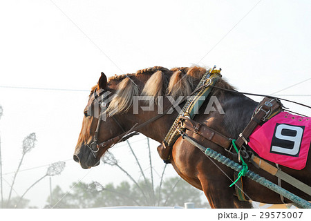 ばんえい競馬 29575007