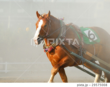 ばんえい競馬 ばんえい競馬 29575008