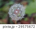 タンポポの種子 タンポポの種子 29575672