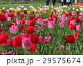チューリップ チューリップ 29575674