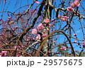 梅の花 梅の花 29575675