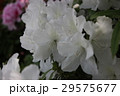 つつじ つつじ 29575677