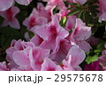 つつじ つつじ 29575678