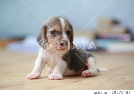 2 month strong beagle puppy in action 29576482