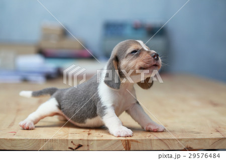 2 month strong beagle puppy in action 29576484