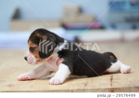 2 month strong beagle puppy in action 2 month strong beagle puppy in action 29576499