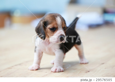 2 month strong beagle puppy in action 2 month strong beagle puppy in action 29576505