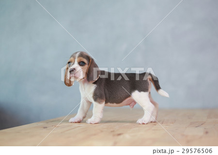 2 month strong beagle puppy in action 29576506