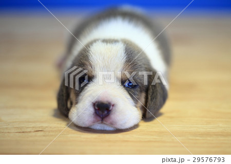 1 month year old beagle Puppy is sleeping 1 month year old beagle Puppy is sleeping 29576793