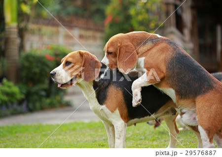 two purebred beagle dog are making love and sexの写真素材