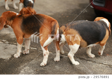 two purebred beagle dog are making love and sex two purebred beagle dog are making love and sex 29576891
