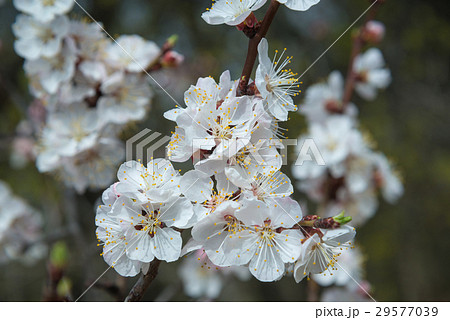 Apricot tree blossom 29577039