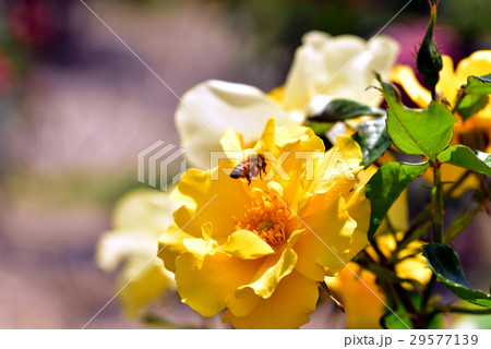 薔薇の花の蜜を集めるミツバチ 29577139