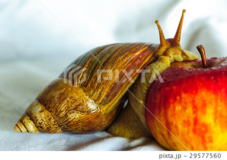 Snail isolated on the white background 29577560