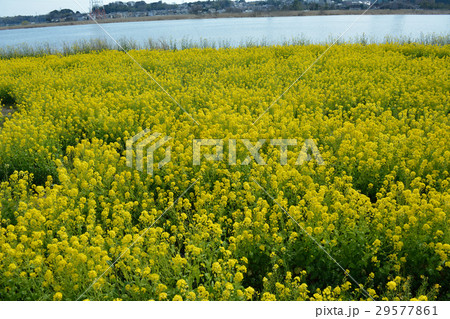 手賀沼の菜の花 29577861