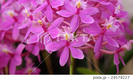 エピデンドラム(群馬フラワーパーク) 29578227