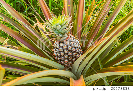 Pineapple farm9 29578858